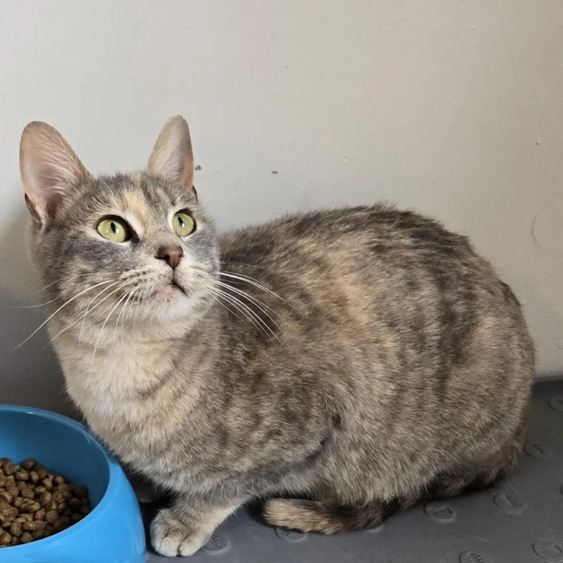 A young small-sized female Dilute Tortoiseshell Domestic Short Hair cat named Fog for adoption in Lincoln, NE