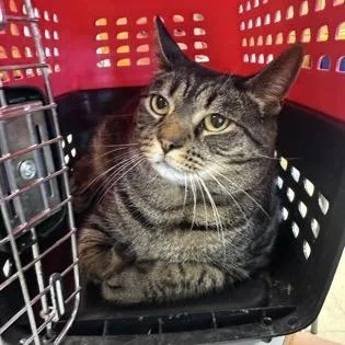 An adult large-sized female Domestic Medium Hair cat named Camila for adoption in Ashtabula, OH