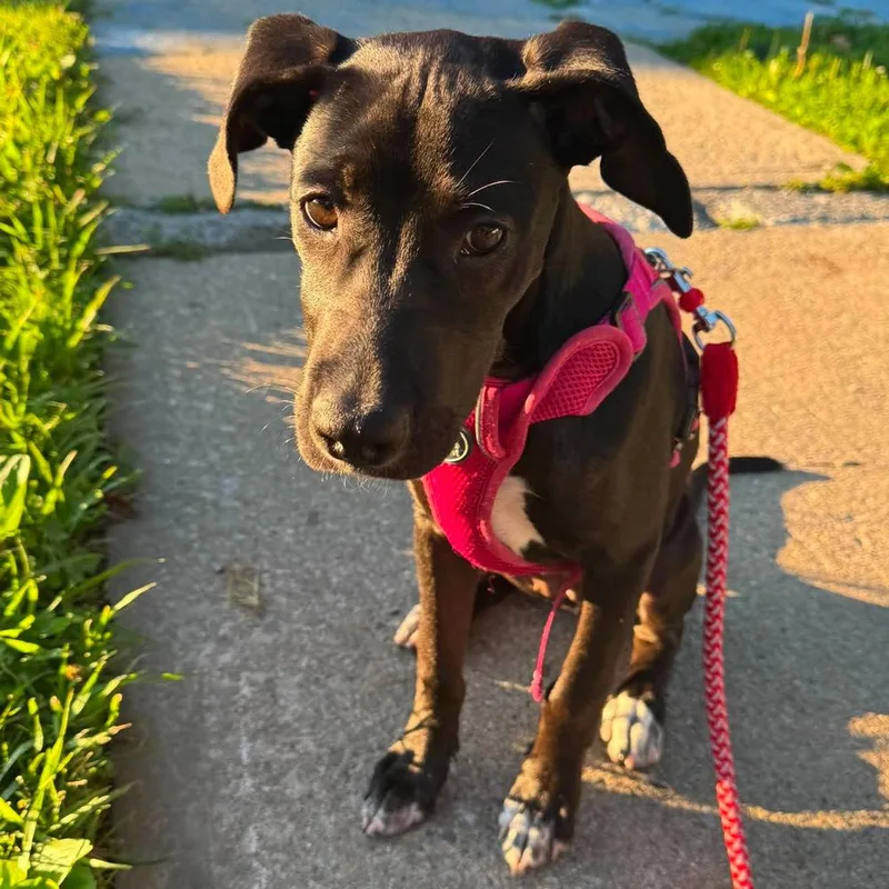 A baby medium-sized female Tricolor (Brown, Black, & White) Mixed Breed dog named Jersey for adoption in Long Island City, NY