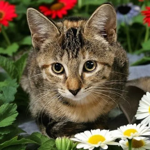 A baby small-sized female Domestic Short Hair cat named Fallon Rose for adoption in Clinton Township, MI