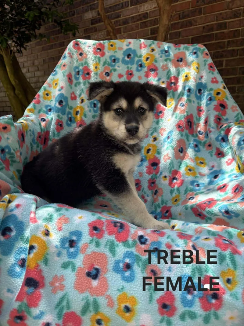 Treble Musical  local thumbnail 2