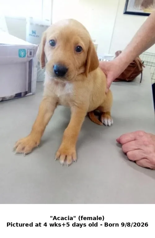 A baby large-sized female Hound dog named Acacia for adoption in Austin, MN