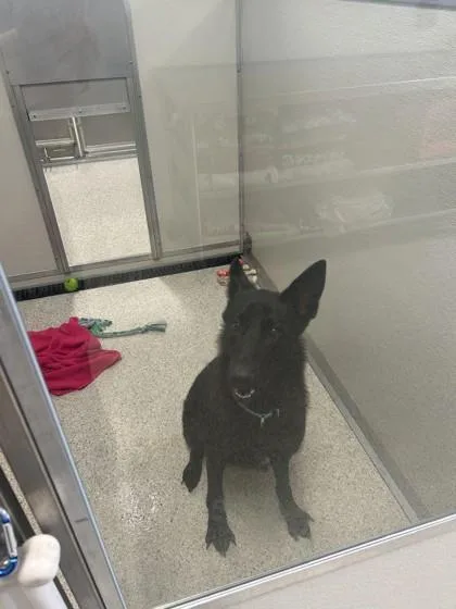 An adult large-sized female German Shepherd Dog dog named Stormy for adoption in Pequot Lakes, MN