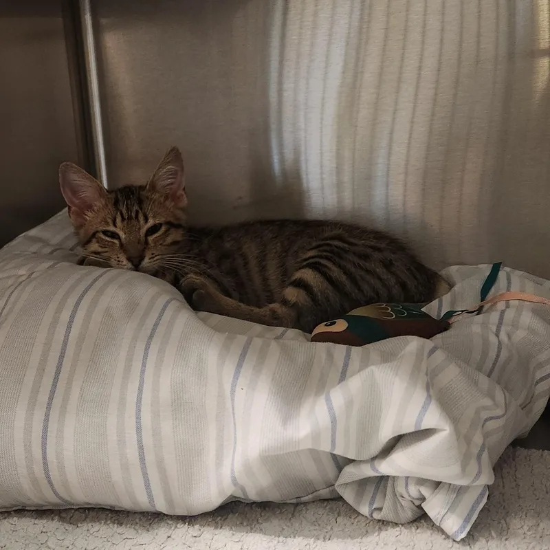 A baby medium-sized female Tabby (Brown / Chocolate) Domestic Short Hair cat named Teeny for adoption in Charleston, SC