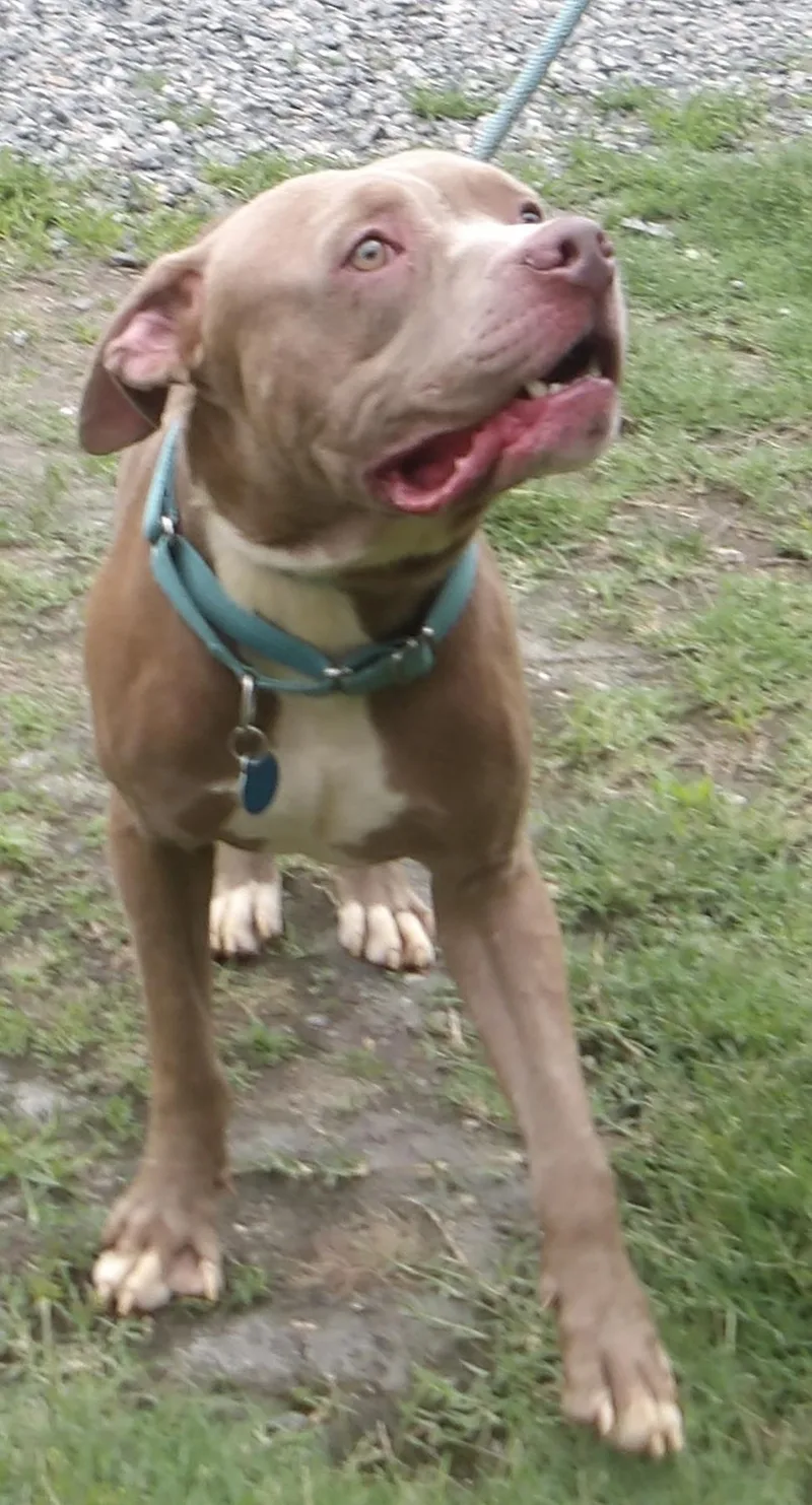 A young medium-sized male Pit Bull Terrier dog named September for adoption in Gloucester, VA