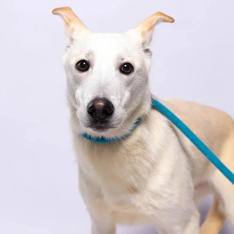 Schmidty thumbnail 2