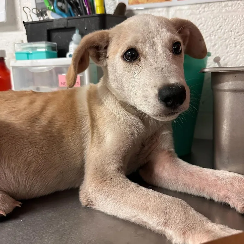 Schmidty thumbnail 3