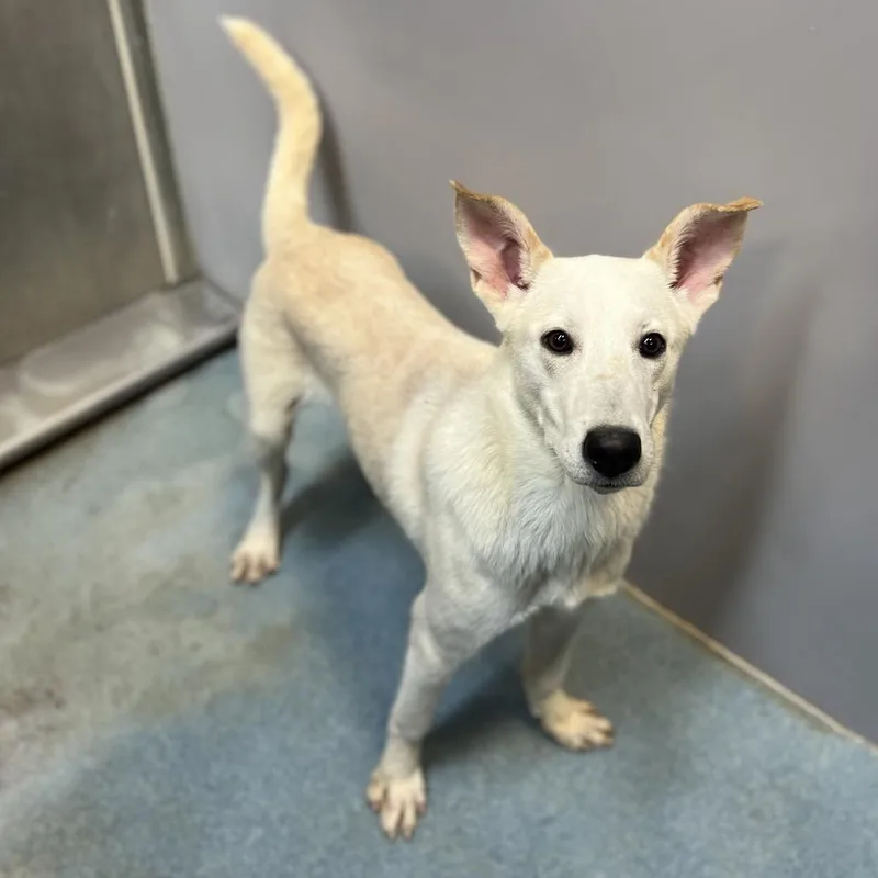 Schmidty thumbnail 4