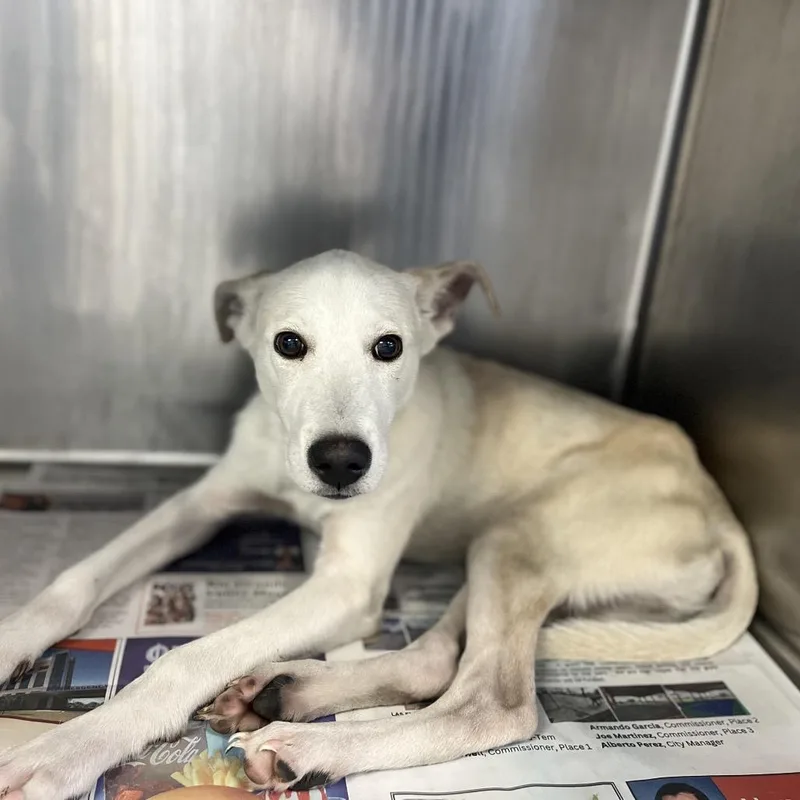 Schmidty thumbnail 5