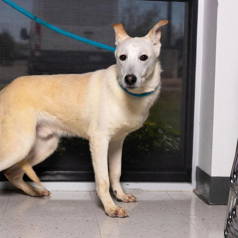 Schmidty thumbnail 6