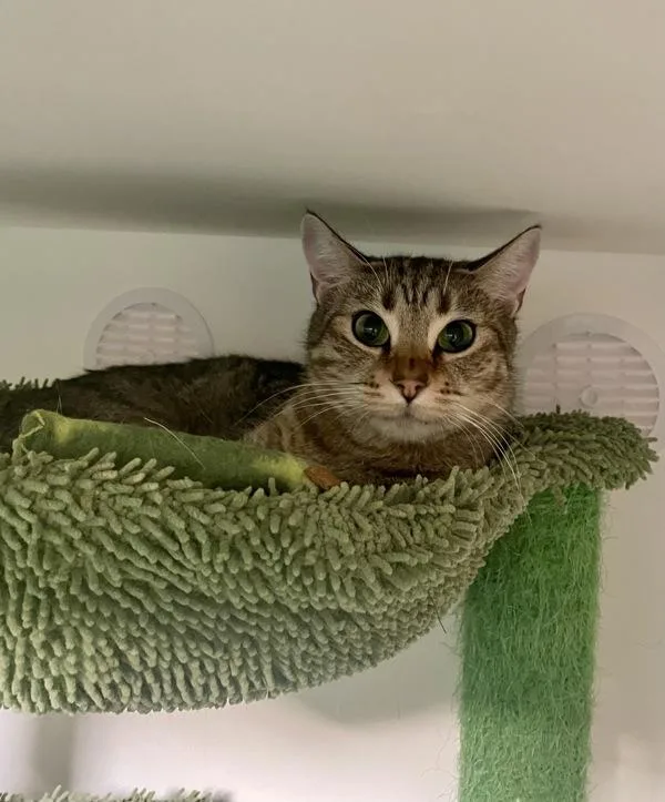 Steveanna thumbnail 2