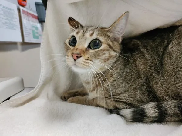 Steveanna thumbnail 3