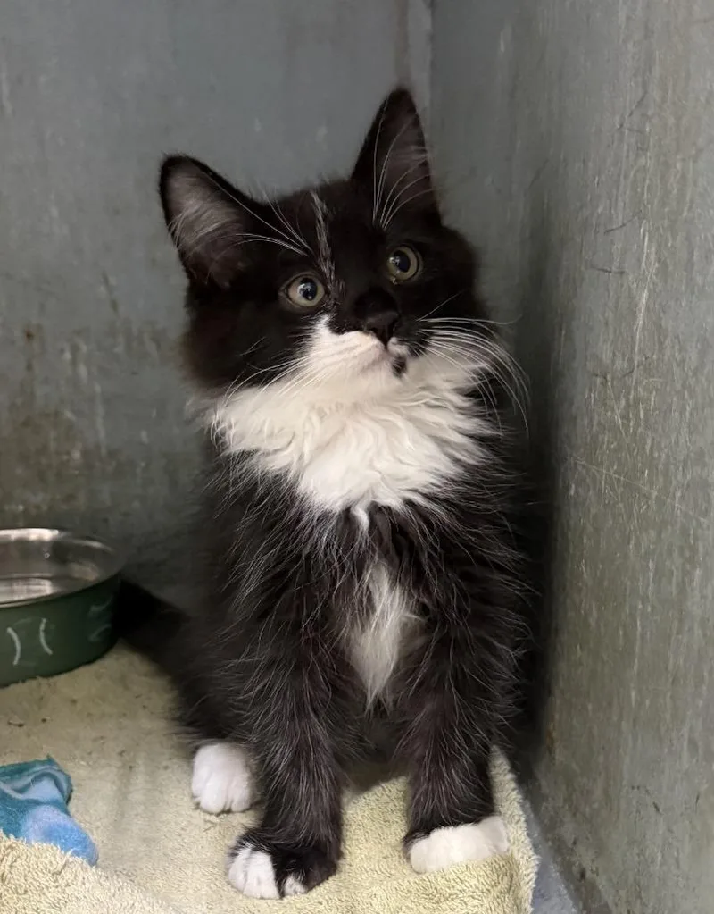 A baby small-sized male Domestic Medium Hair cat named Edward for adoption in Lemoore, CA