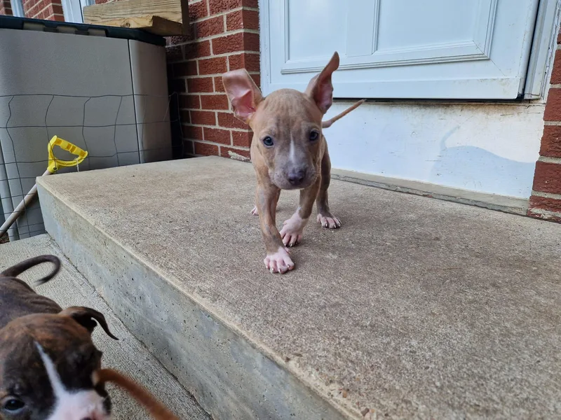 A baby medium-sized male Terrier dog named Wells for adoption in Aurora, IL