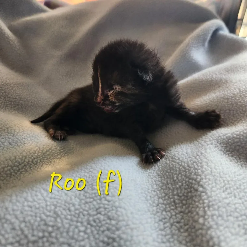 Roo