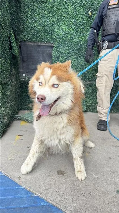 An adult medium-sized male Red / Chestnut / Orange Siberian Husky dog named 61122717 for adoption in El Paso, TX