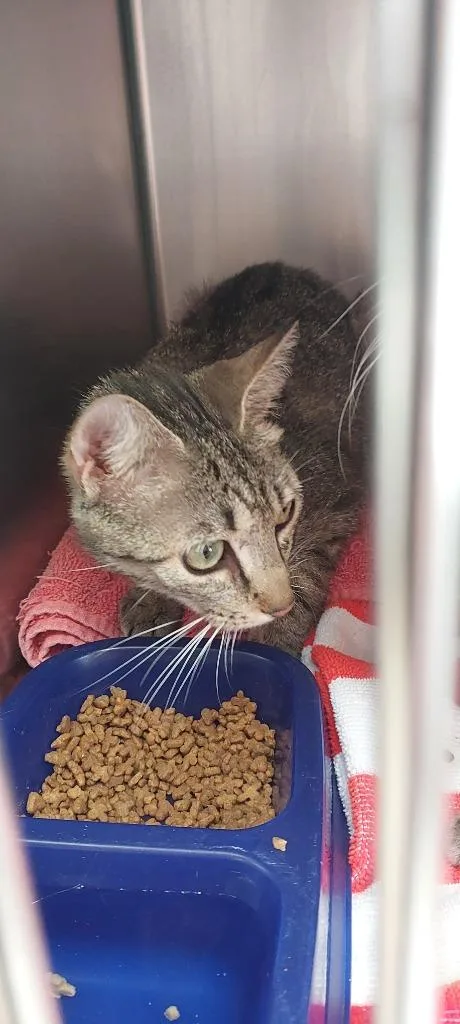 A baby medium-sized female Domestic Short Hair cat named Allen Cat for adoption in Mocksville, NC