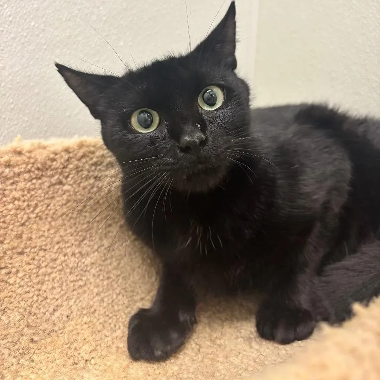 A young medium-sized female Domestic Short Hair cat named Lilah for adoption in Fall River, MA