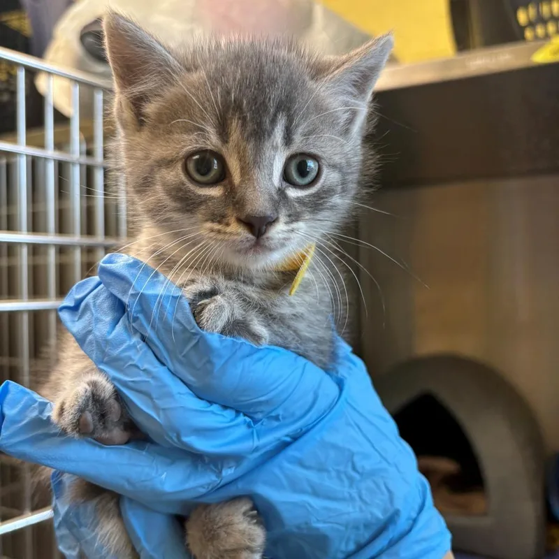 A baby small-sized male Gray / Blue / Silver Domestic Short Hair cat named Donald for adoption in East Hanover, NJ
