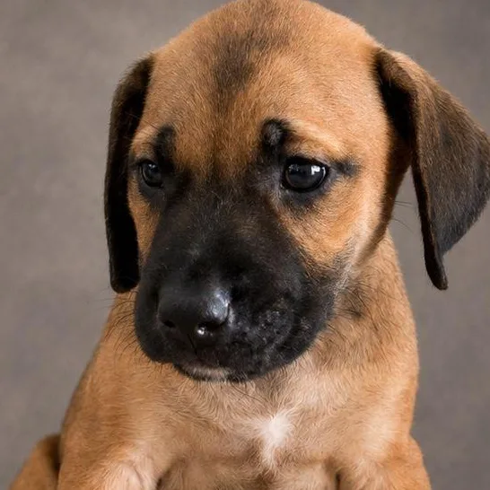 A baby small-sized male Yellow / Tan / Blond / Fawn Labrador Retriever dog named Falcon for adoption in New York, NY