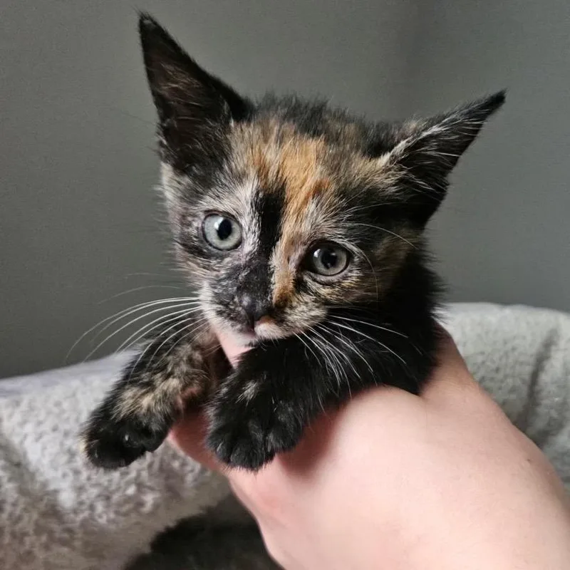 A baby small-sized female Tortoiseshell Domestic Short Hair cat named Canela for adoption in Roswell, GA