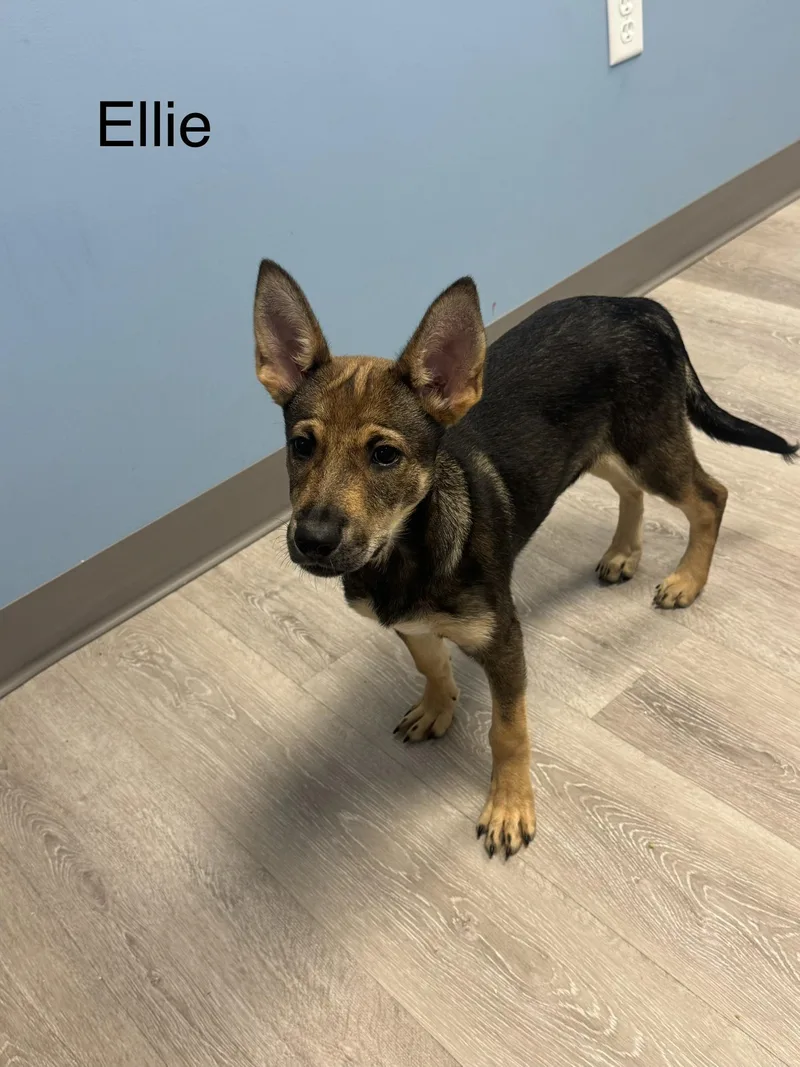 A young medium-sized female Shepherd dog named Ellie for adoption in Ulster, PA