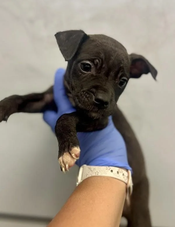 A baby medium-sized female Pit Bull Terrier dog named Ajax for adoption in Victorville, CA