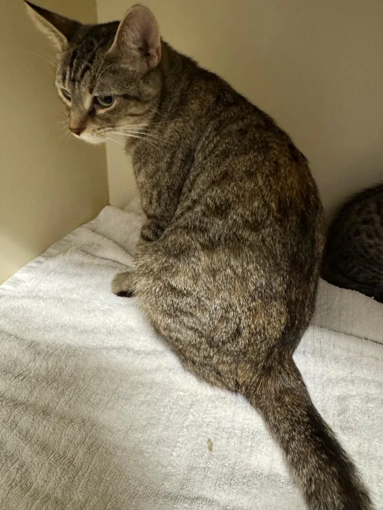 A young medium-sized female Domestic Short Hair cat named Radicchio for adoption in Bloomington, IN