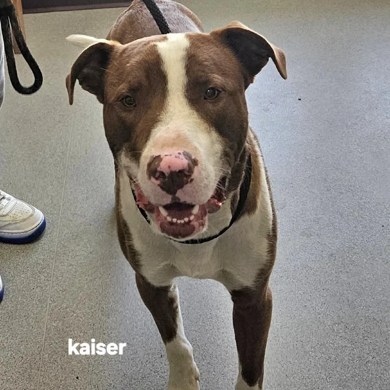A young medium-sized male Brown / Chocolate Mixed Breed dog named Kaiser for adoption in Ballston Spa, NY