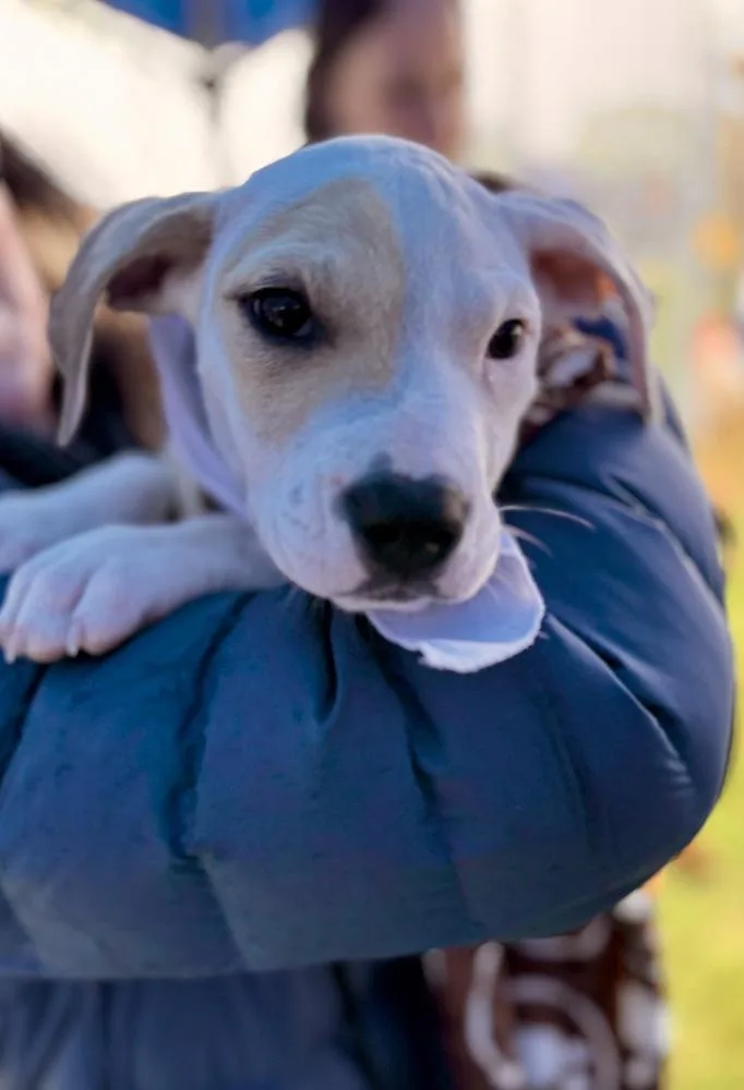 A baby medium-sized male White / Cream Hound dog named Dax for adoption in Greenlawn, NY