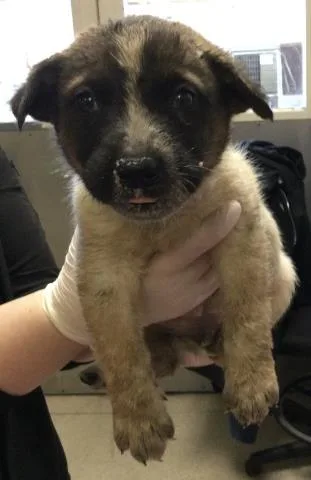 A baby small-sized male Australian Cattle Dog / Blue Heeler dog named Liam for adoption in Riverside, CA