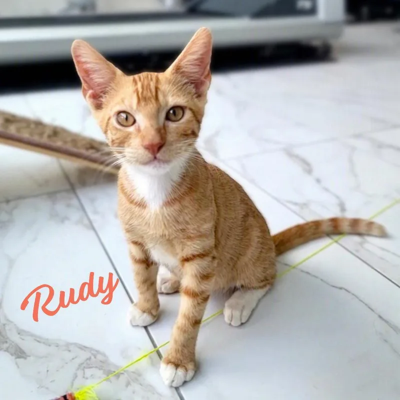 A baby medium-sized male Tabby cat named Rudy brotherofRufus for adoption in Houston, TX