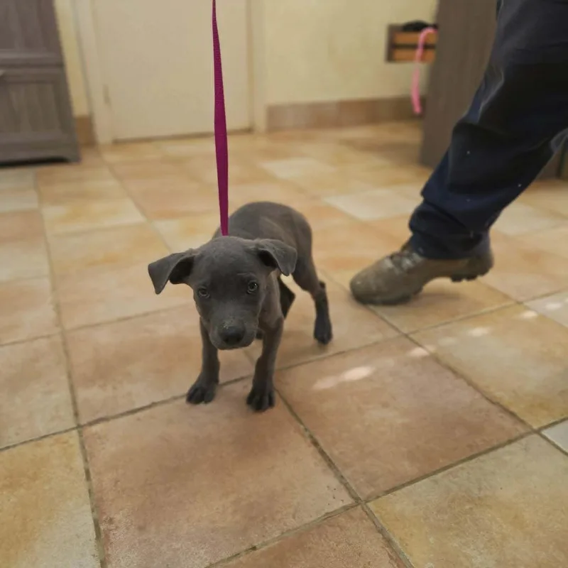 A baby medium-sized male Pit Bull Terrier dog named Capone for adoption in California City, CA
