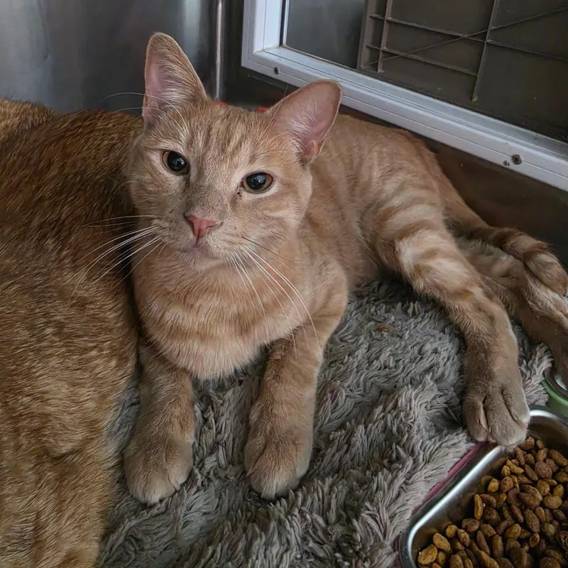 A young large-sized male Buff / Tan / Fawn Domestic Short Hair cat named Jerome for adoption in Las Vegas, NV