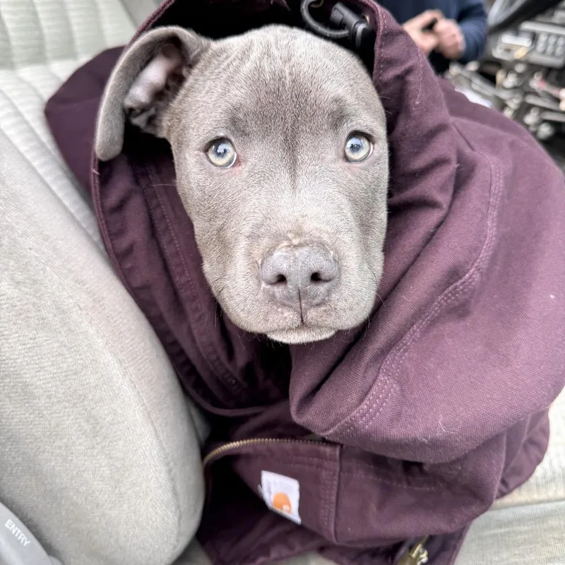 Caine