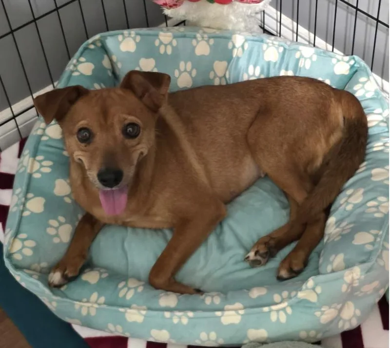 An adult small-sized female Jack Russell Terrier dog named Waddles for adoption in Centerville, GA