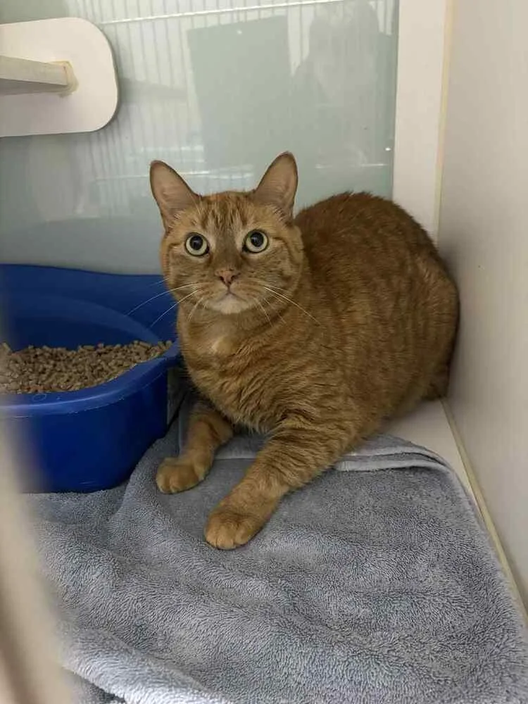 Tuffy @ Whiskers Cat