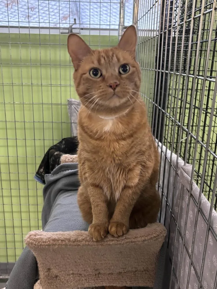 Tuffy @ Whiskers Cat thumbnail 2