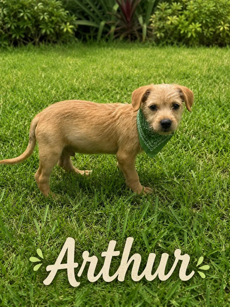 Arthur thumbnail 5