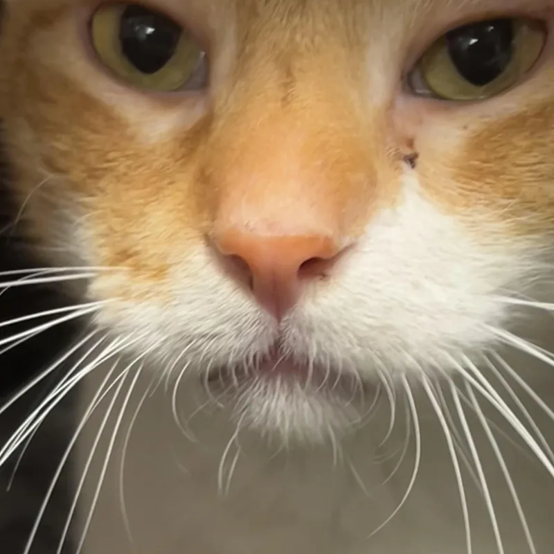 An adult extra large-sized male Domestic Short Hair cat named Dañiel Pr for adoption in Burlington, VT