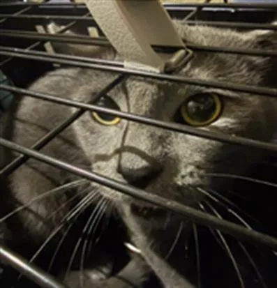 A young small-sized male Domestic Short Hair cat named Gary for adoption in Indianapolis, IN