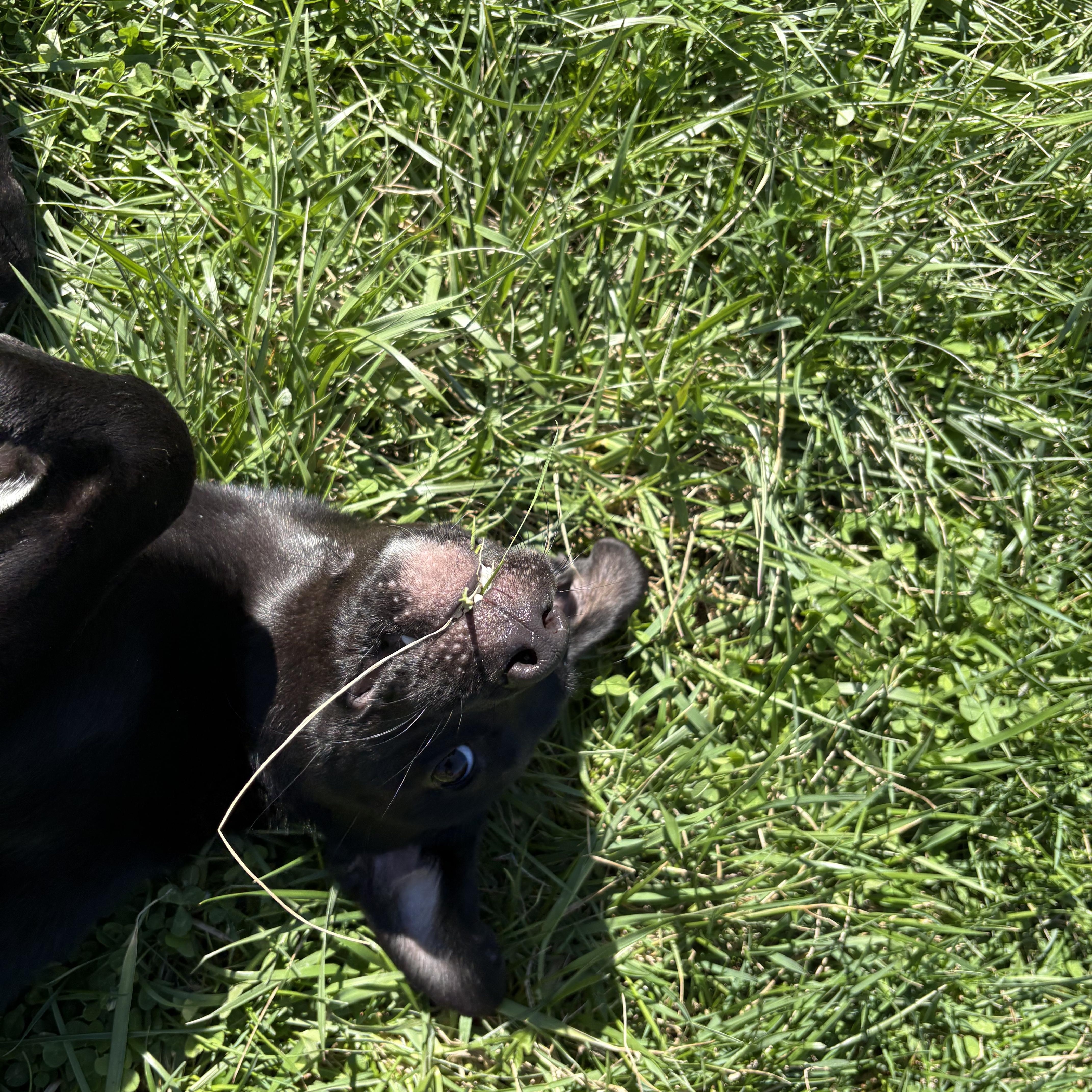 Scallion thumbnail 2