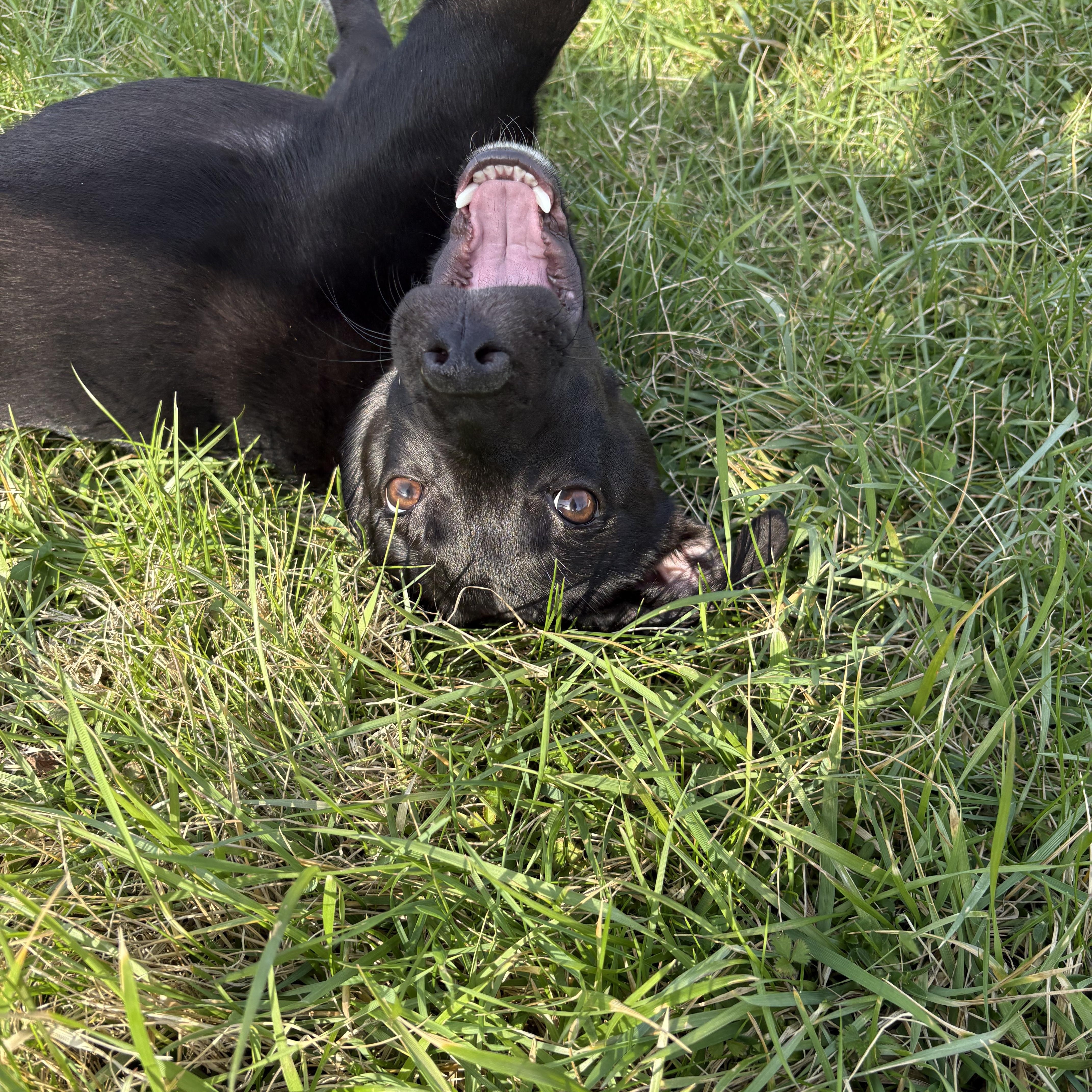 Scallion thumbnail 3