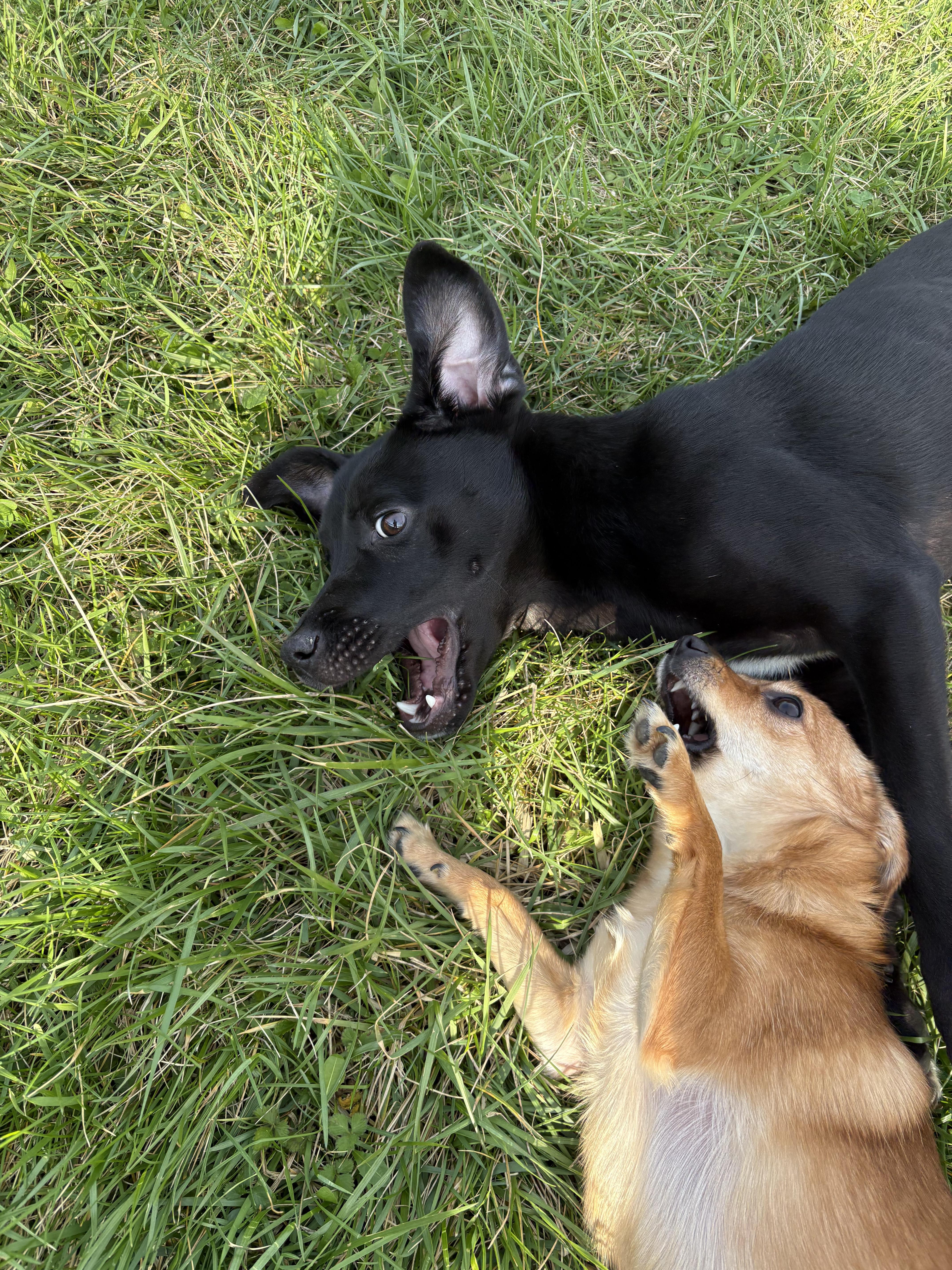 Scallion thumbnail 4