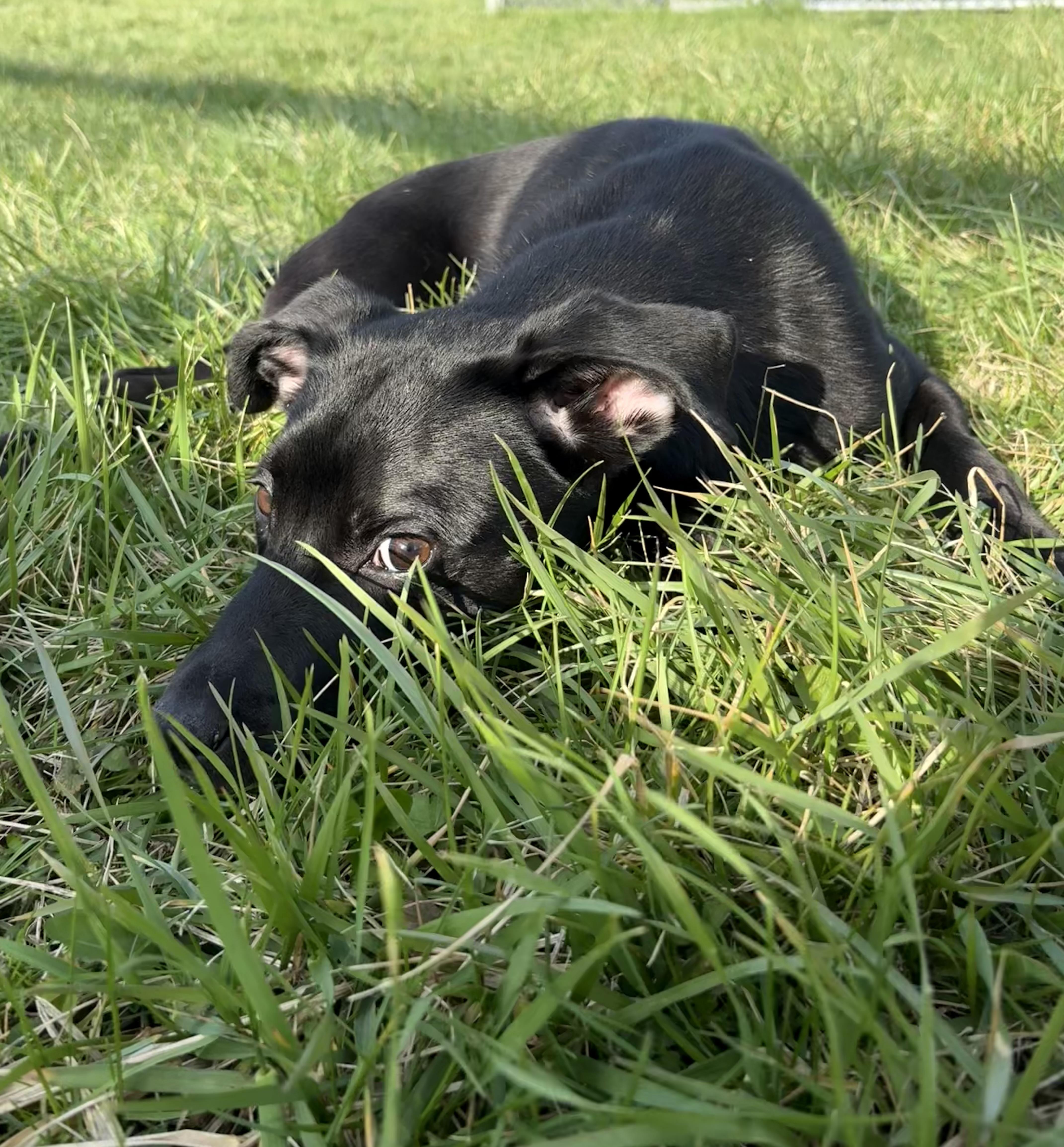 Scallion thumbnail 5