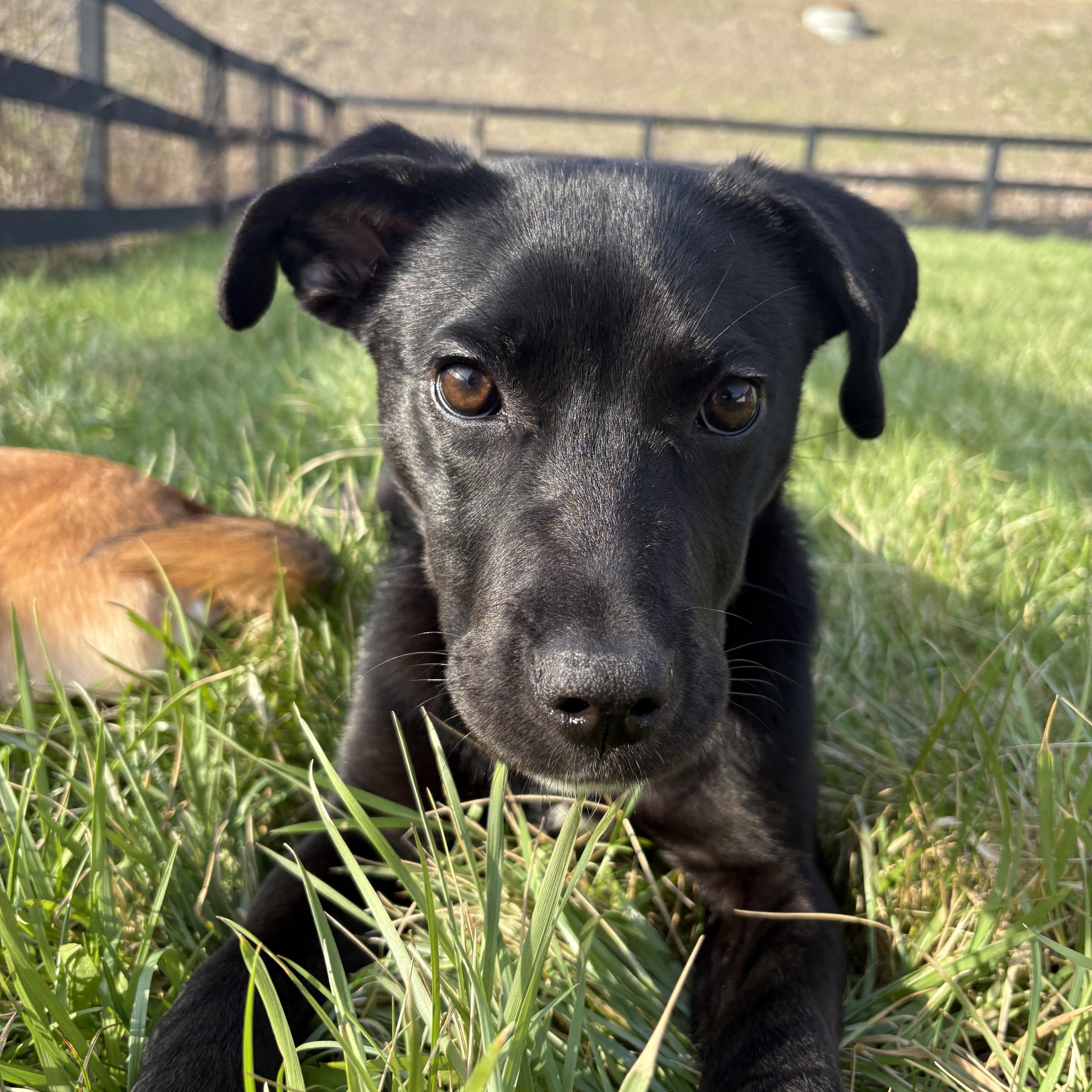 Scallion thumbnail 6