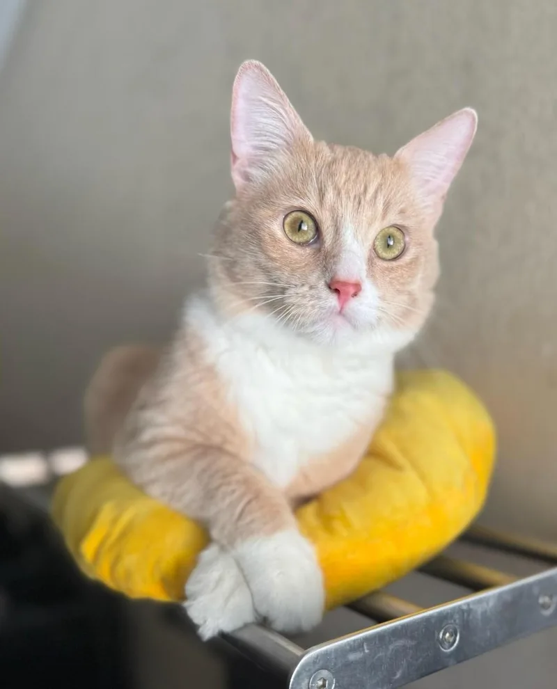 An adult medium-sized male Domestic Medium Hair cat named Mango for adoption in RIVERSIDE, CA