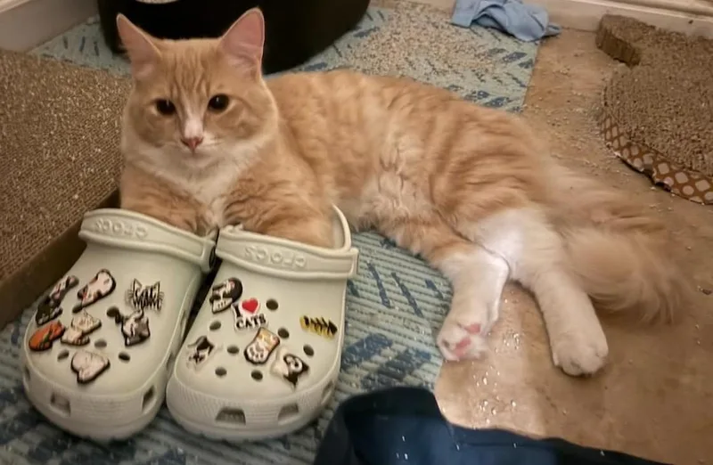 Mango thumbnail 2