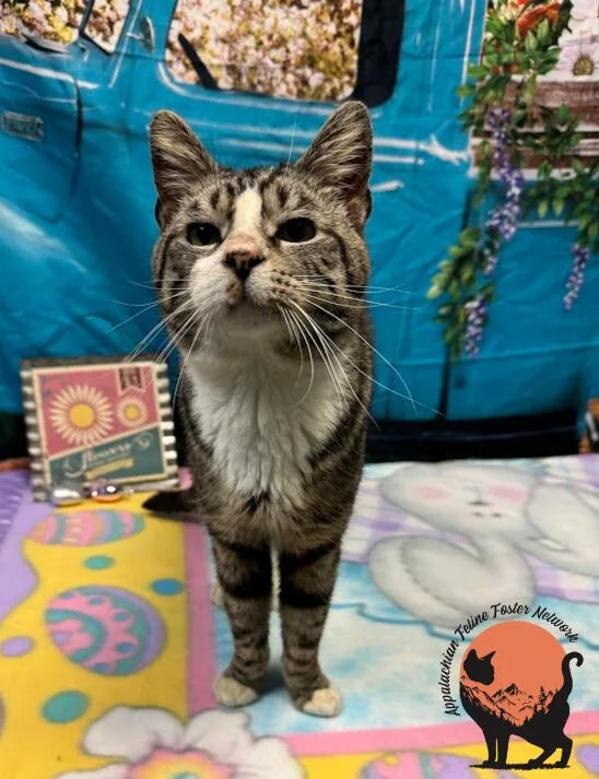 An adult small-sized male Tabby (Brown / Chocolate) Domestic Short Hair cat named Kareem for adoption in Huntington, WV