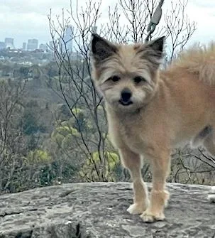 Louie thumbnail 3